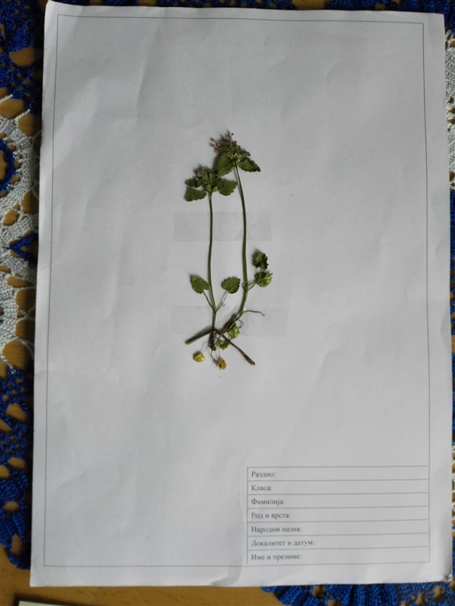 biljke za herbarijum katalog biljaka